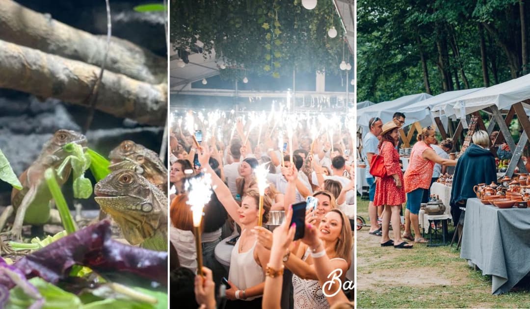 Petrecere Backyard, Târg de Ceramică, Conerte Rock și Expoziție cu Reptile Exotice